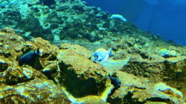 Su altı manzaralı deniz yaşamı, sualtı yaşamı