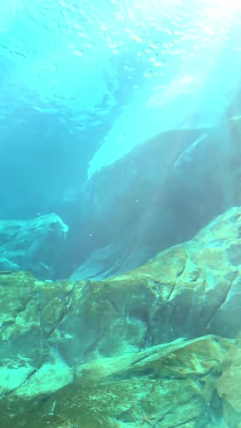 Escena Submarina Con Superficie Marina — Vídeos de Stock