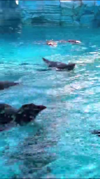 Unterwasserblick Auf Ein Schwimmbad — Stockvideo