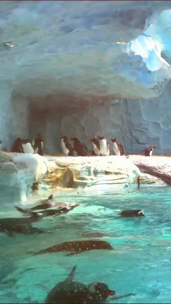 Large Group People Aquarium — 图库视频影像
