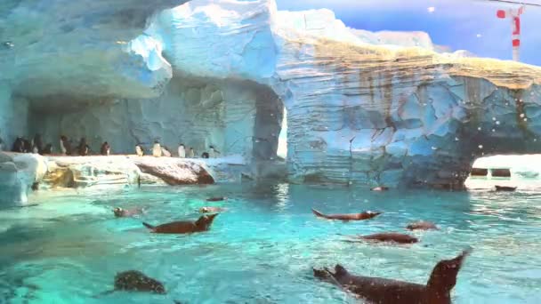 Красивый Подводный Вид Красивую Рыбу Аквариуме — стоковое видео