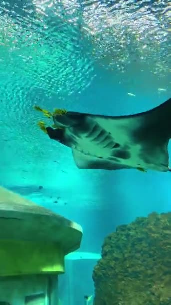 Underwater View Beautiful Tropical Sea — Stock Video
