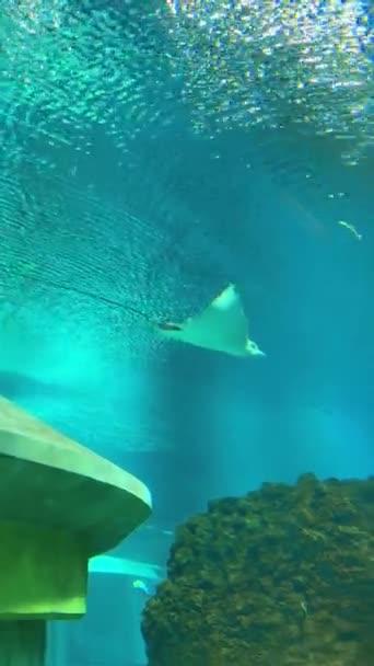 海里的鱼 — 图库视频影像
