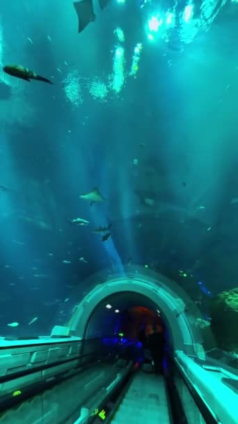 Υποβρύχια Θέα Ενός Νεαρού Άνδρα Μια Γαλάζια Θάλασσα — Αρχείο Βίντεο