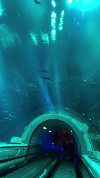 美丽大海的水下场景 — 图库视频影像