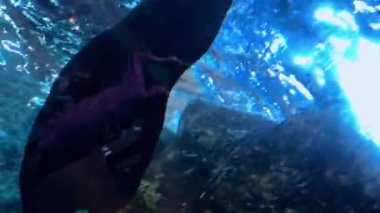 Akvaryumdaki güzel bir balık manzarası.