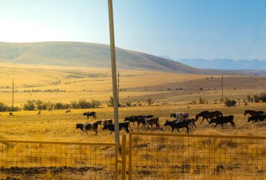 Sonbahar sabahının erken saatlerinde bir çayırda otlamak. Yüksek kalite fotoğraf