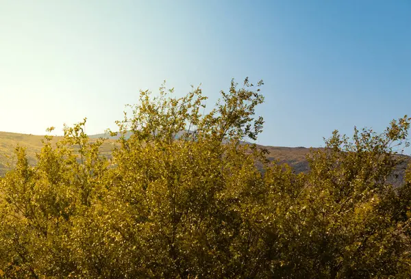Güney Kazakistan doğası, dağ ve doğa manzarası. Yüksek kalite fotoğraf