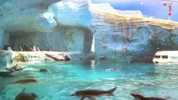 Подводный Вид Красивое Море Красной Рыбой — стоковое видео