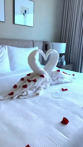 床上的白天鹅 — 图库视频影像
