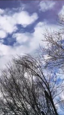 Ormandaki ağaç dalları