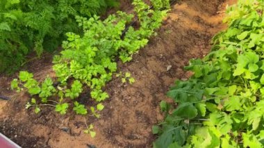 Serada büyüyen yeşil bitkiler