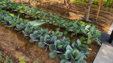 Bahçede yeşil yapraklar