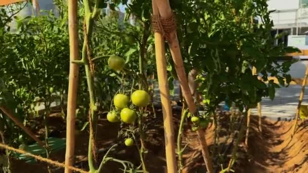 庭の緑のトマト — ストック動画