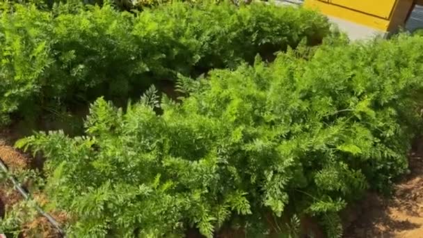 温室里生长着绿色植物 高质量的4K镜头 — 图库视频影像