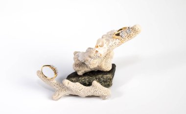 Beyaz arka planda küçük bir deniz atı halkası.