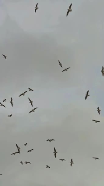 Gökyüzünde Uçan Güvercin Sürüsü — Stok video