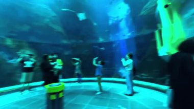 Akvaryum balığı, akvaryum balığı, su altı manzarası.