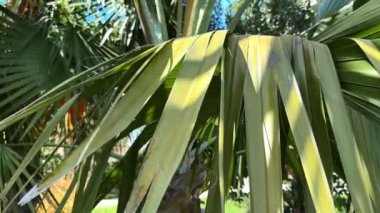 Palmiye yaprakları, bitki örtüsü ve doğa