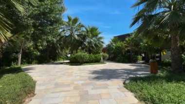 Bahçedeki palmiye ağaçları