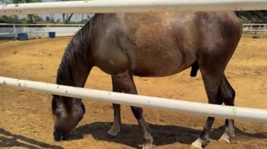 Çayırdaki güzel at.