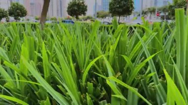 Bahçedeki yeşil çimenler