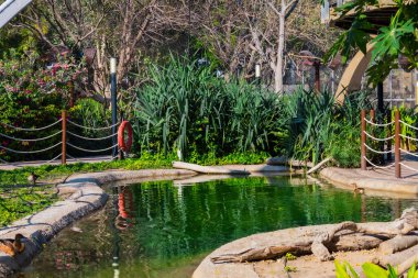 Parkta göleti olan güzel bir bahçe. Bahçedeki gölet..