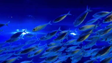 Mercan resifli deniz akvaryumundaki renkli cerrah balığı balıkları. Tilki Surat, Bluespine Unicornfish ve Piramit Kelebeği. Palyaço balığı, Royal Gramma ve Yellowfin Tang. Kızıl Deniz Balığı. Yüksek