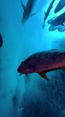 Mercan resifli deniz akvaryumundaki renkli cerrah balığı balıkları. Tilki Surat, Bluespine Unicornfish ve Piramit Kelebeği. Palyaço balığı, Royal Gramma ve Yellowfin Tang. Kızıl Deniz Balığı. Yüksek