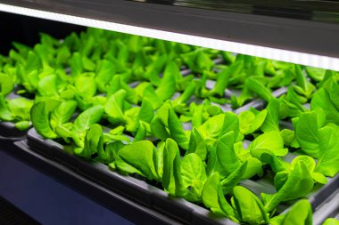 Farklı türde marullu yatak, sebze bahçesi, dikey. Yüksek kalite fotoğraf