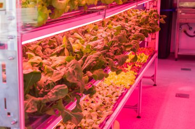 Farklı türde marullu yatak, sebze bahçesi, dikey. Yüksek kalite fotoğraf