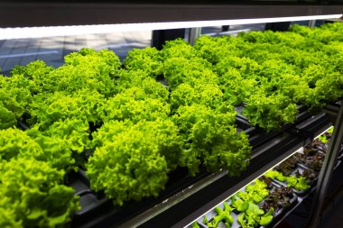 Farklı türde marullu yatak, sebze bahçesi, dikey. Yüksek kalite fotoğraf