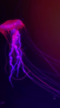 Neon ışığı altında denizanası. Su altında