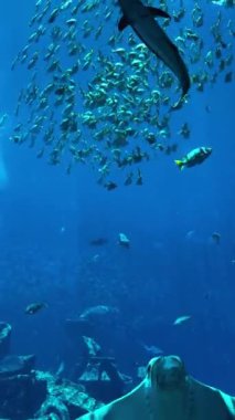 Akvaryumdaki bir deniz köpekbalığının sualtı görüntüsü