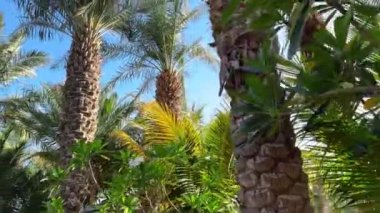 Yeşil yapraklı ve güneşli güzel palmiye ağaçları