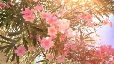 Bahçedeki güzel çiçekler