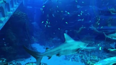 Balık ve denizle sualtı sahnesi