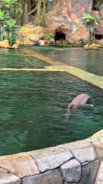 Yunus denizde yüzüyor