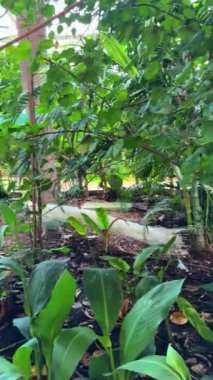 Parktaki tropik bahçe