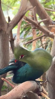 bir ağaç üzerinde yeşil kuş