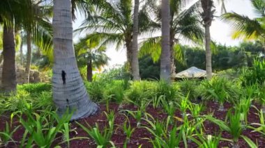 Sabah güneşi ağaçların arasından parlıyor ve yemyeşil tropikal yağmur ormanlarında sis var. Orman yaprakları ve eğrelti otlarıyla nemli sislerin arasında parlayan parlak bir ışık. Güzel, tazelik manzarası. Yüksek