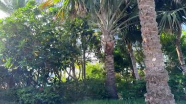 Sabah güneşi ağaçların arasından parlıyor ve yemyeşil tropikal yağmur ormanlarında sis var. Orman yaprakları ve eğrelti otlarıyla nemli sislerin arasında parlayan parlak bir ışık. Güzel, tazelik manzarası. Yüksek