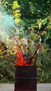 Gün içinde yanan ağaçlar, bahçe temizliği çevresel hasar, yangın. Yüksek kalite 4k görüntü