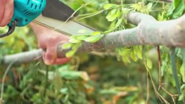 Bahçıvan makasıyla ağaçları buduyor.