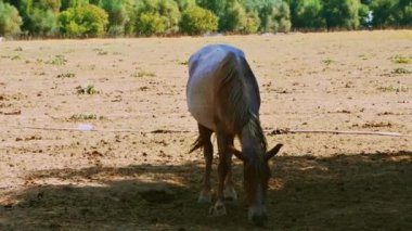 Otlakta bir at sürüsü. Yüksek kalite 4k görüntü