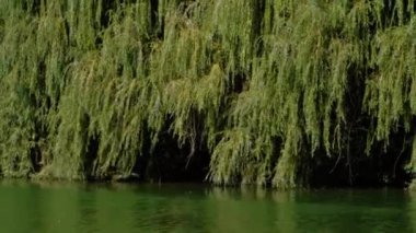 Gün boyunca ağaçlı bir göl manzarası. Yüksek kalite 4k görüntü