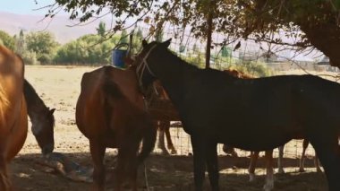 Otlakta bir at sürüsü. Yüksek kalite 4k görüntü