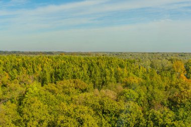 Tarım tarlaları, tohum ekmeden ekilen tahıl ve tarla filizleriyle dolu. Tepelerin arkasında ağaçlar var. Basit bir kavram. Alternatif. Yüksek kalite fotoğraf