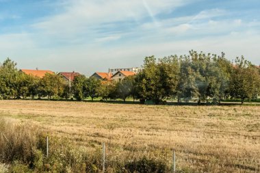 Tarım tarlaları, tohum ekmeden ekilen tahıl ve tarla filizleriyle dolu. Tepelerin arkasında ağaçlar var. Basit bir kavram. Alternatif. Yüksek kalite fotoğraf
