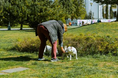 Parkta iki köpekle yürüyen bir kadın. Yüksek kalite fotoğraf